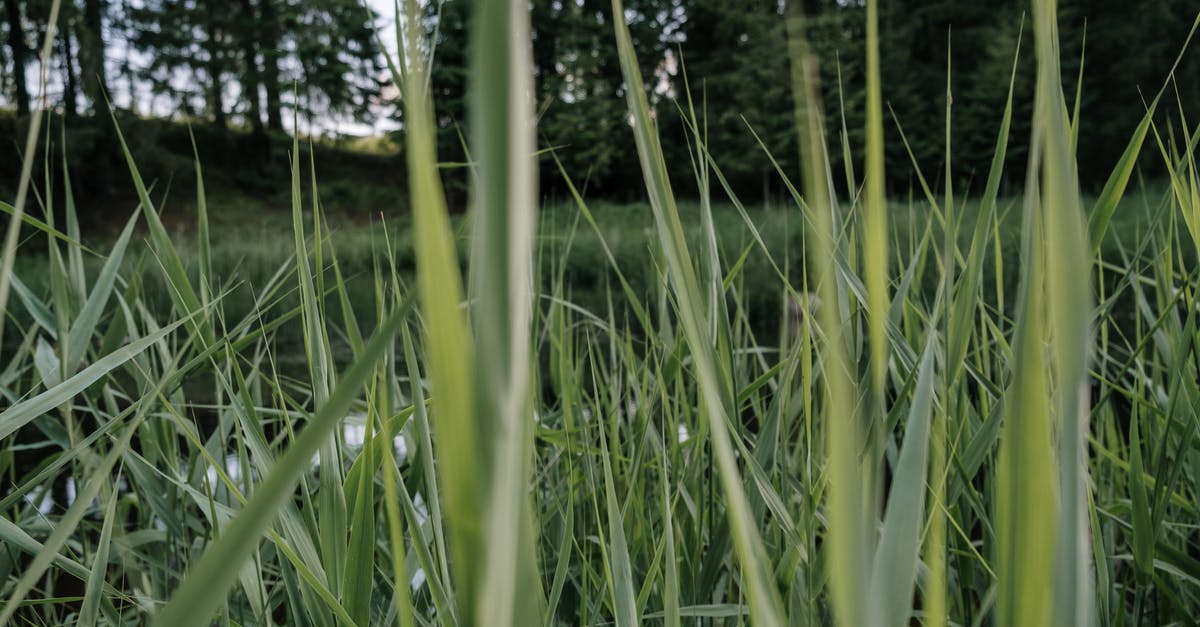 What is this green, bulbous, leafy vegetable? - Green Grass Field