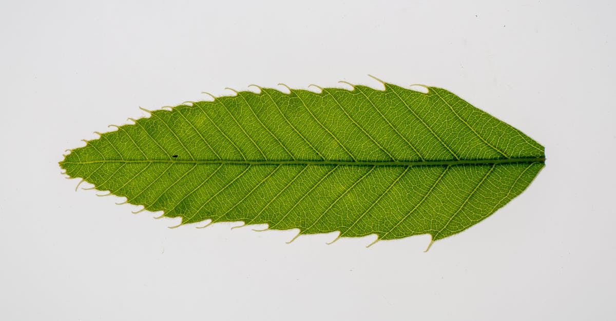 What is this green cake with plastic-y texture, found at an Asian store? - Green leaf of Castanea crenata Asian tree