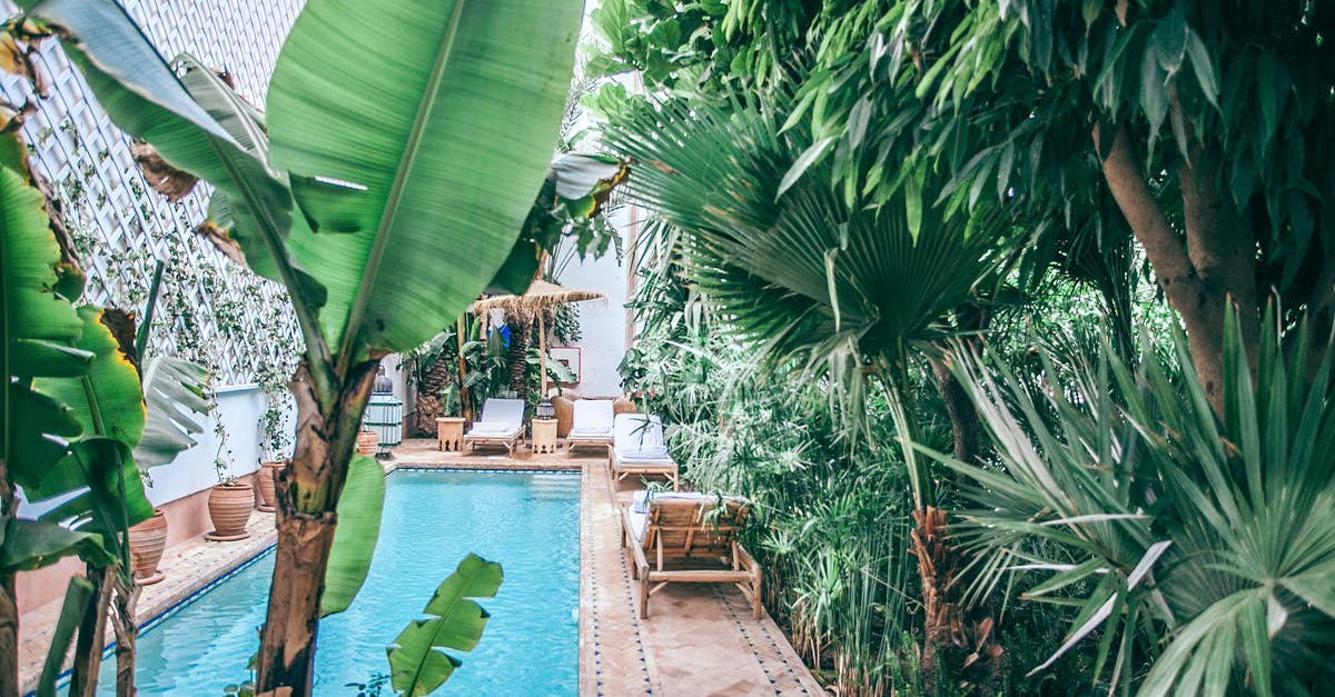 What is this palm like plant called? (Spoiler: leek) - Green tropical plants with lush foliage growing around swimming pool at terrace of hotel