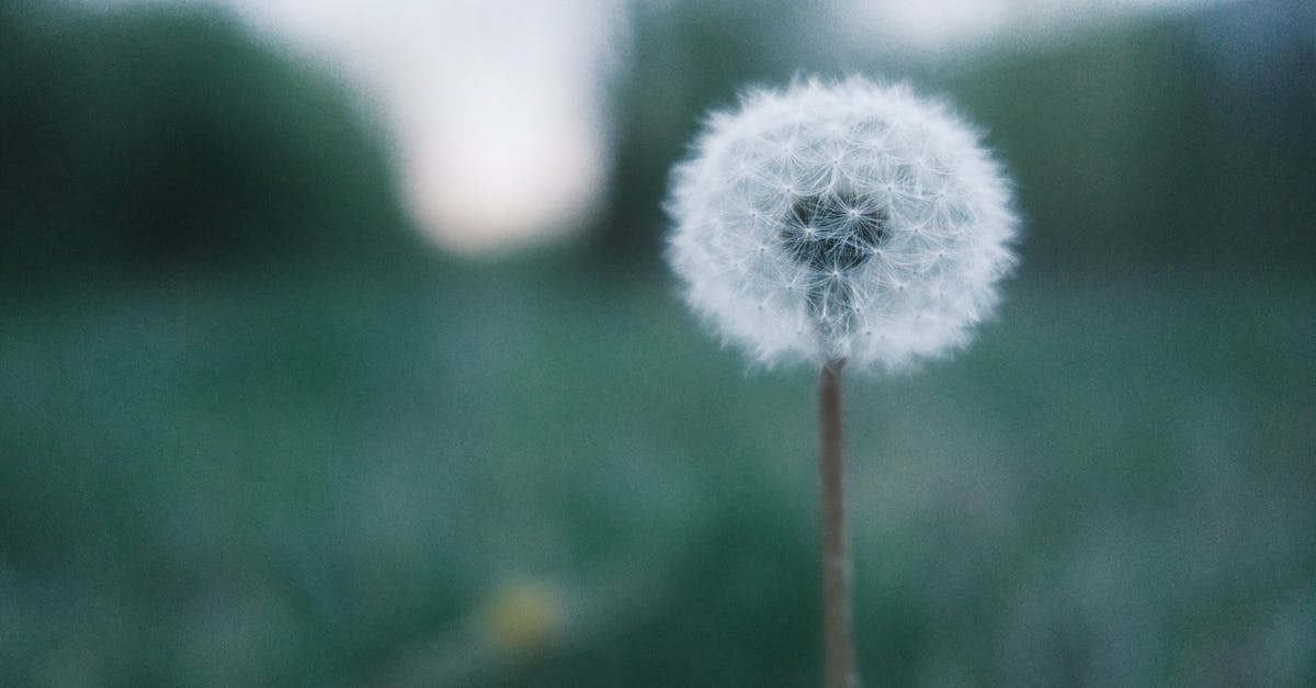 what is this seed? - Fujifilm X100V Fujicolor Analog