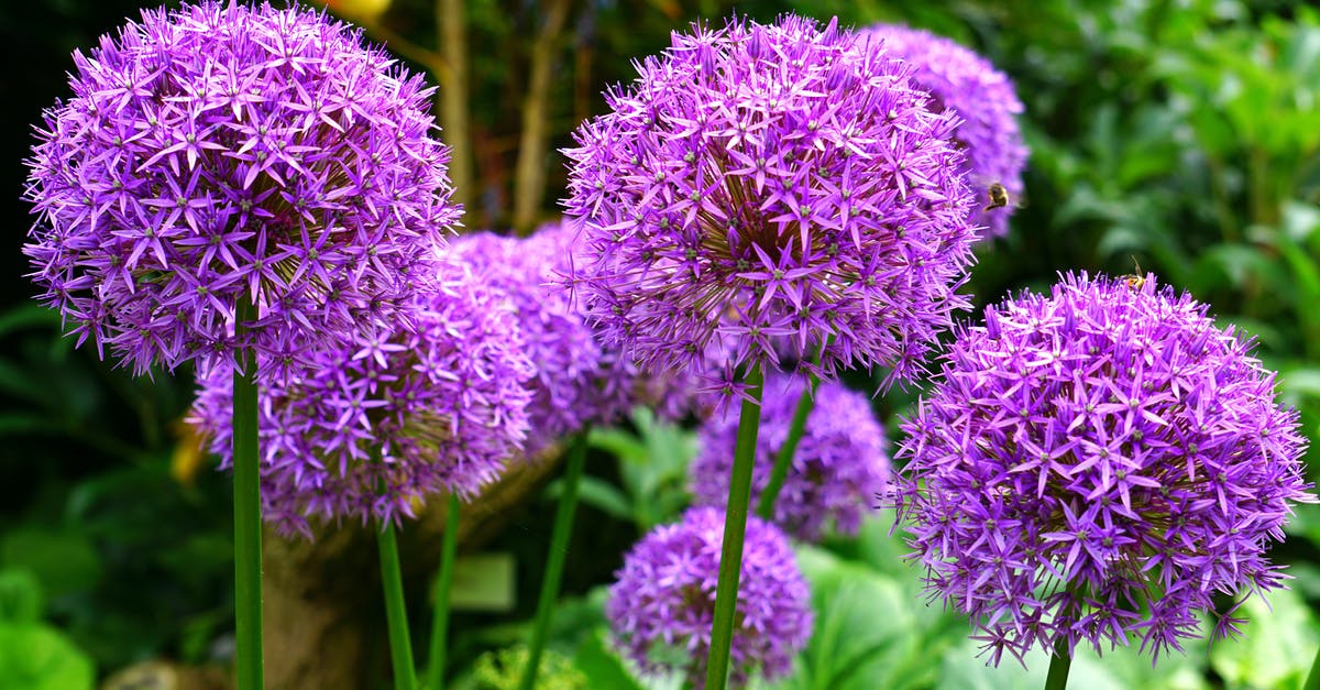 What is this slimy coloured stuff growing in my plates? - Purple Allium Flowers