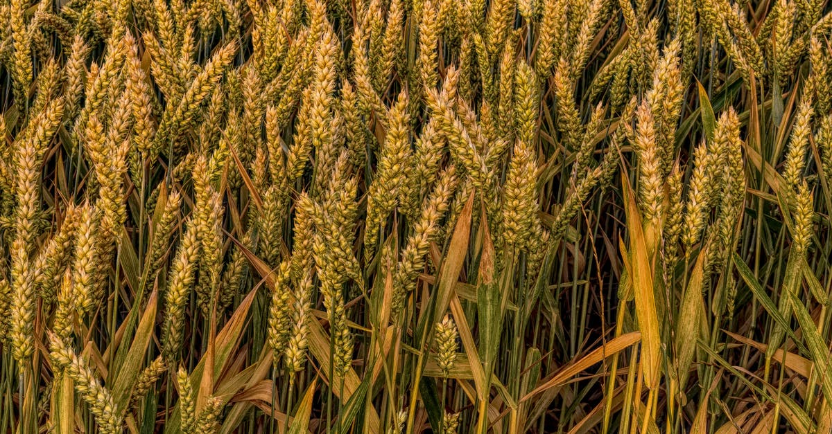 What is this spiky-leaved Mexican plant with large seed pods? [closed] - Wheat Field