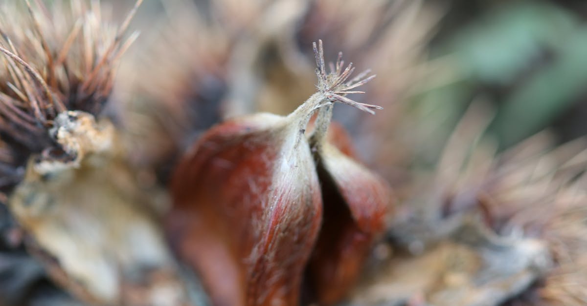 What is this spiky-leaved Mexican plant with large seed pods? [closed] - Close Up Photo of a Brown Petaled Flower