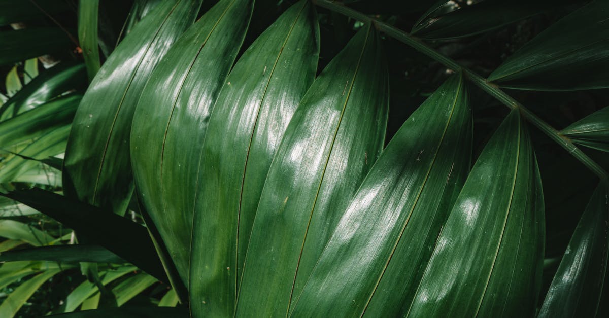 What is this spiky-leaved Mexican plant with large seed pods? [closed] - Green Leaf Plant