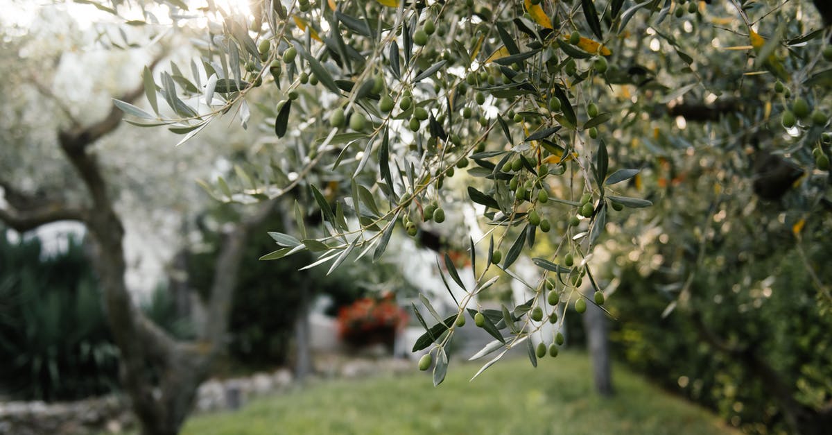 What kind of butter do restaurants like olive garden use for their pasta? - Olive Fruits On Tree Branches