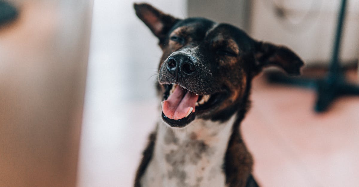 What kind of domestic use machine is needed for preparing Brown Rice from Paddy? - From above of adorable funny mongrel dog with tongue out sitting on floor in modern apartment What kind of domestic use machine is needed for preparing Brown Rice from Paddy? - From above of adorable funny mongrel dog with tongue out sitting on floor in modern apartment