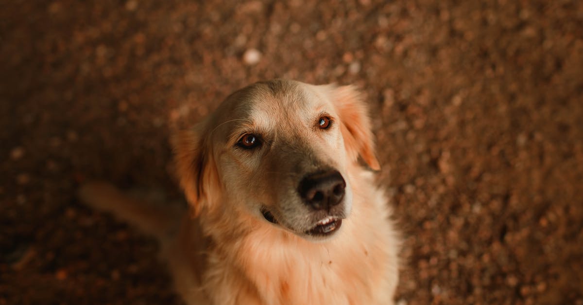 What kind of domestic use machine is needed for preparing Brown Rice from Paddy? - Obedient Hovawart on dry shabby surface in afternoon What kind of domestic use machine is needed for preparing Brown Rice from Paddy? - Obedient Hovawart on dry shabby surface in afternoon