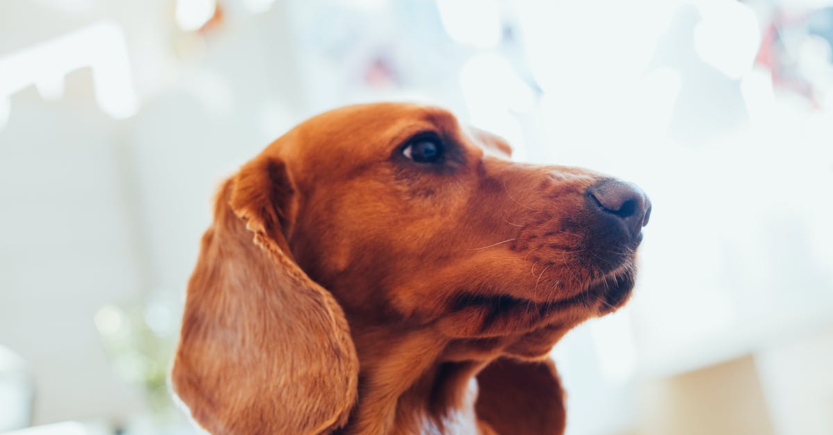 What kind of domestic use machine is needed for preparing Brown Rice from Paddy? - From below of muzzle of adorable purebred brown Labrador sitting in light room and looking away against blurred background What kind of domestic use machine is needed for preparing Brown Rice from Paddy? - From below of muzzle of adorable purebred brown Labrador sitting in light room and looking away against blurred background