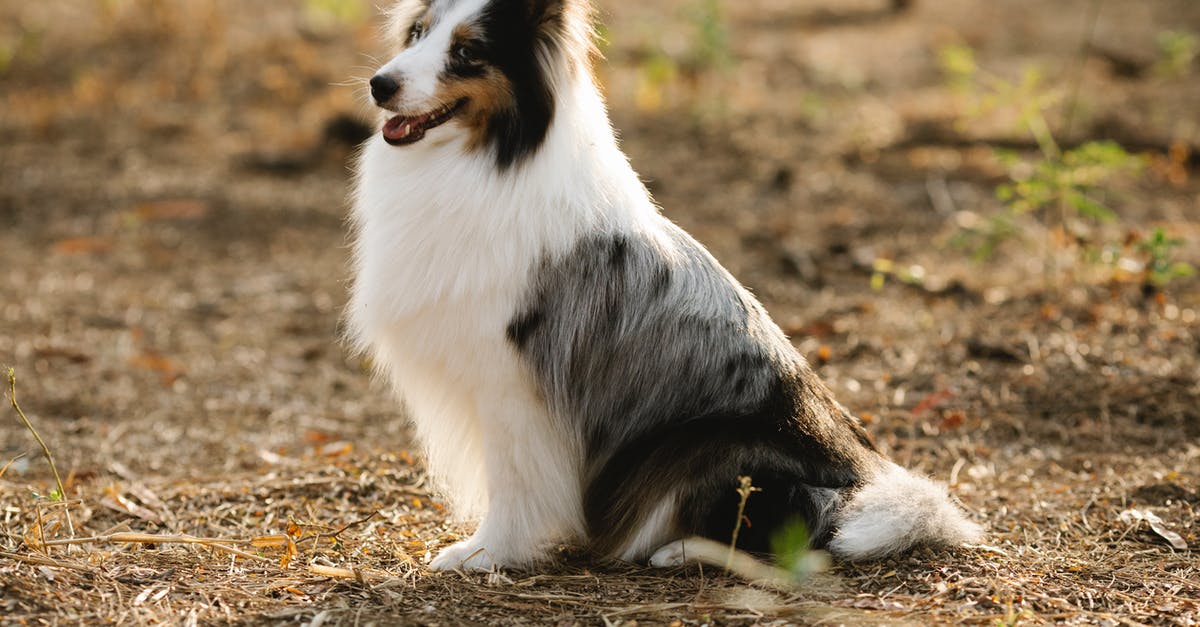 What kind of nonstick coating is this? - Cute purebred dog with fluffy coat and open mouth looking away while sitting on land in sunlight