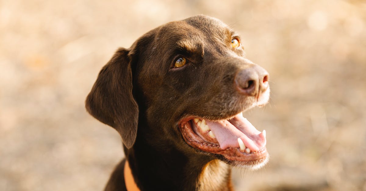 What kind of nonstick coating is this? - Labrador with open mouth on sunny day