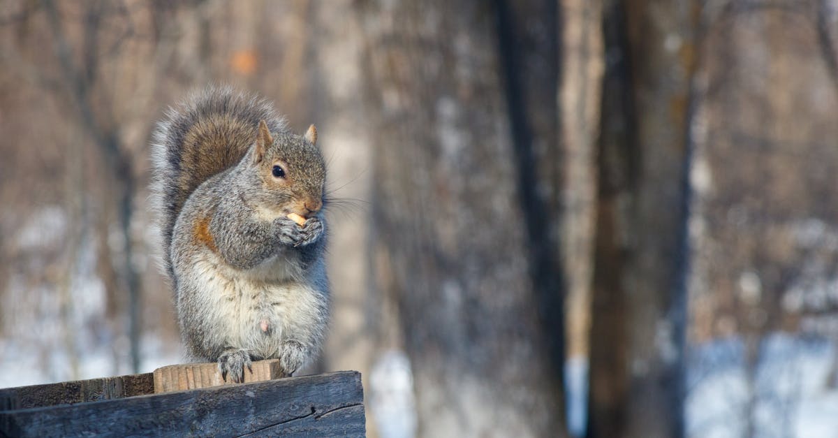 What kind of nut is this? - Close-up of Squirrel Sitting on Branch Eating Nut