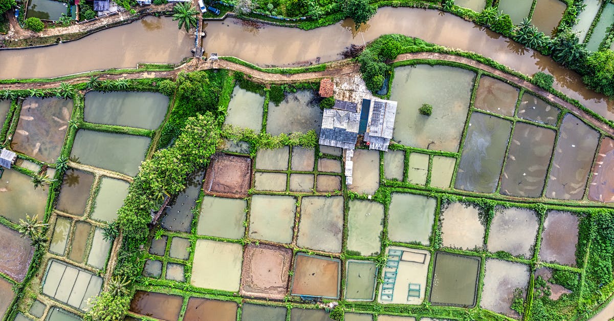 What makes rice wet? - Rice plantations in rural terrain