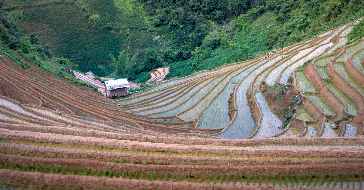 What makes rice wet? - Terraces of cultivated rice plantations in mountainous valley