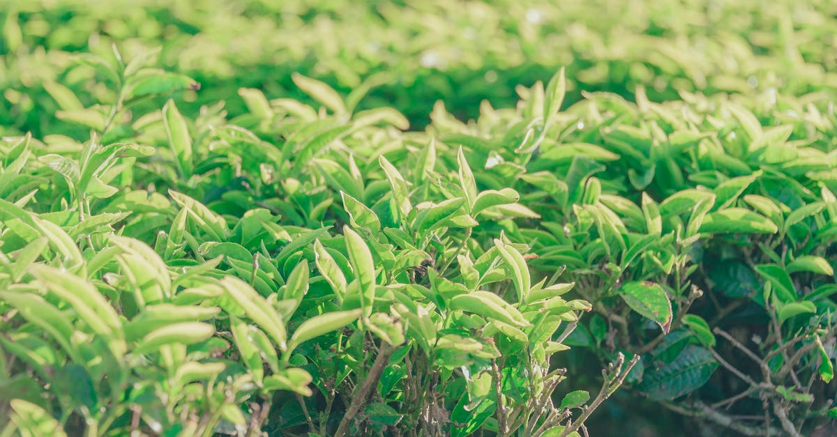 What makes small tea leaves better than big tea leaves? - Green Leafed Plant