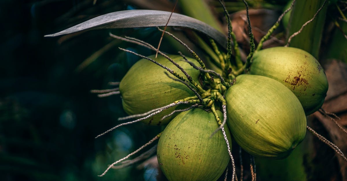 What nut did I find? [closed] - Selective Focus Photo of Coconuts