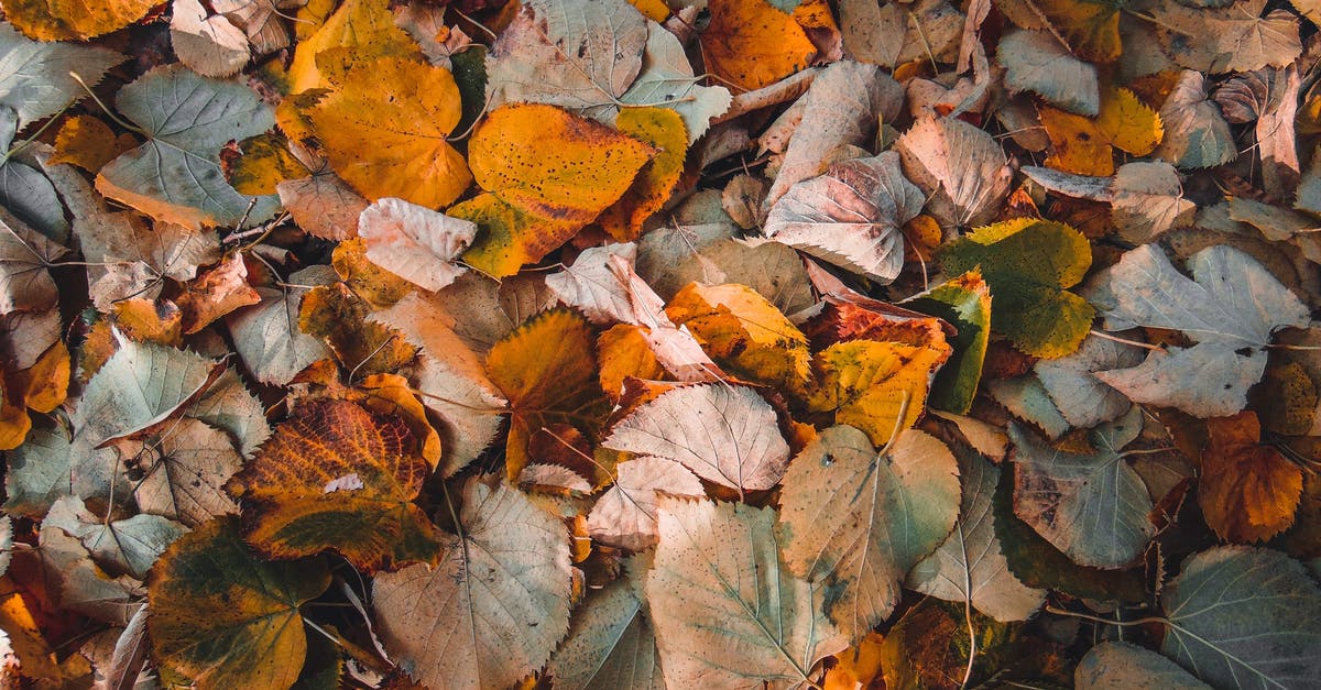 What other English names are there for dried grapes? - Free stock photo of abstract, autumn, autumn leaves