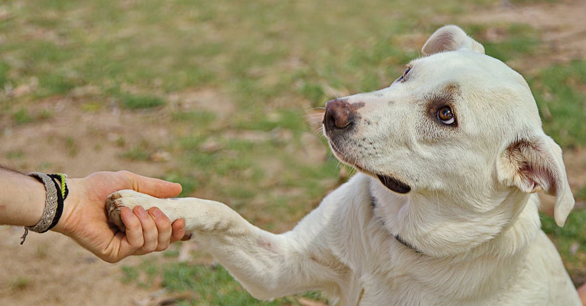 What part or kind of geoduck gives crunchy slender slices? - Dog giving paw to anonymous person