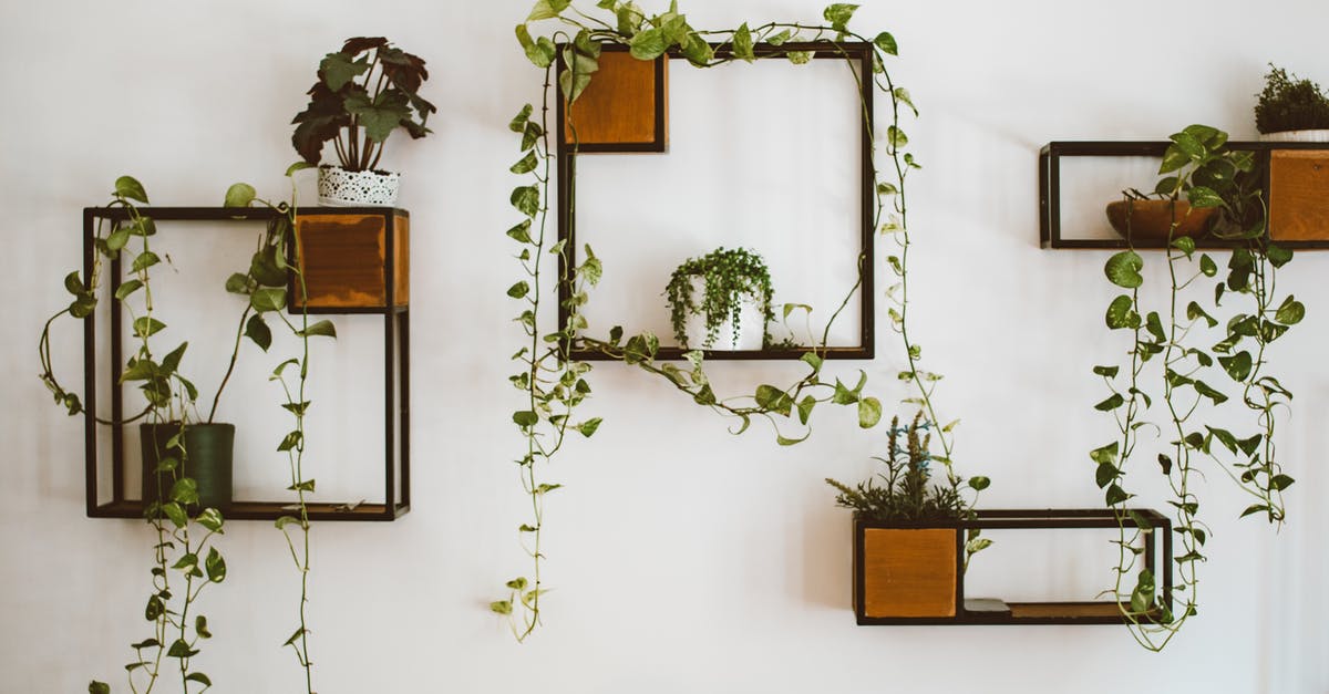 What plants have the most oil? - Green Plant on White Wall