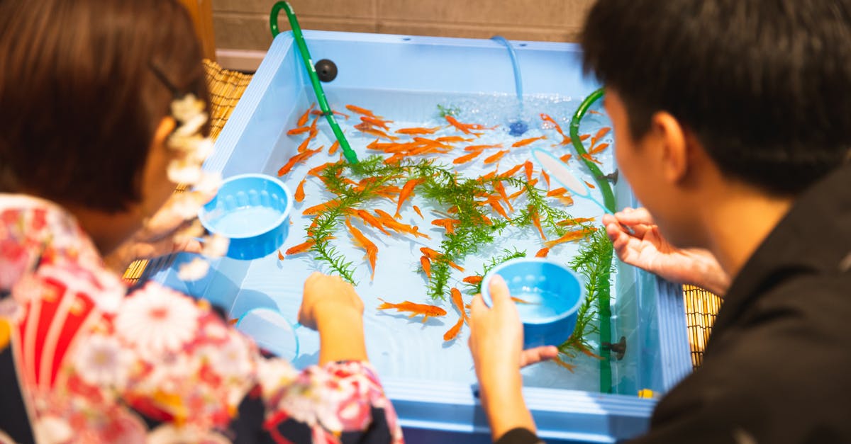 What regular maintenance is best for a Japanese knife? - Back view anonymous teenage brother and sister using scoop net to catch small orange freshwater fish from basin to put in fishbowl