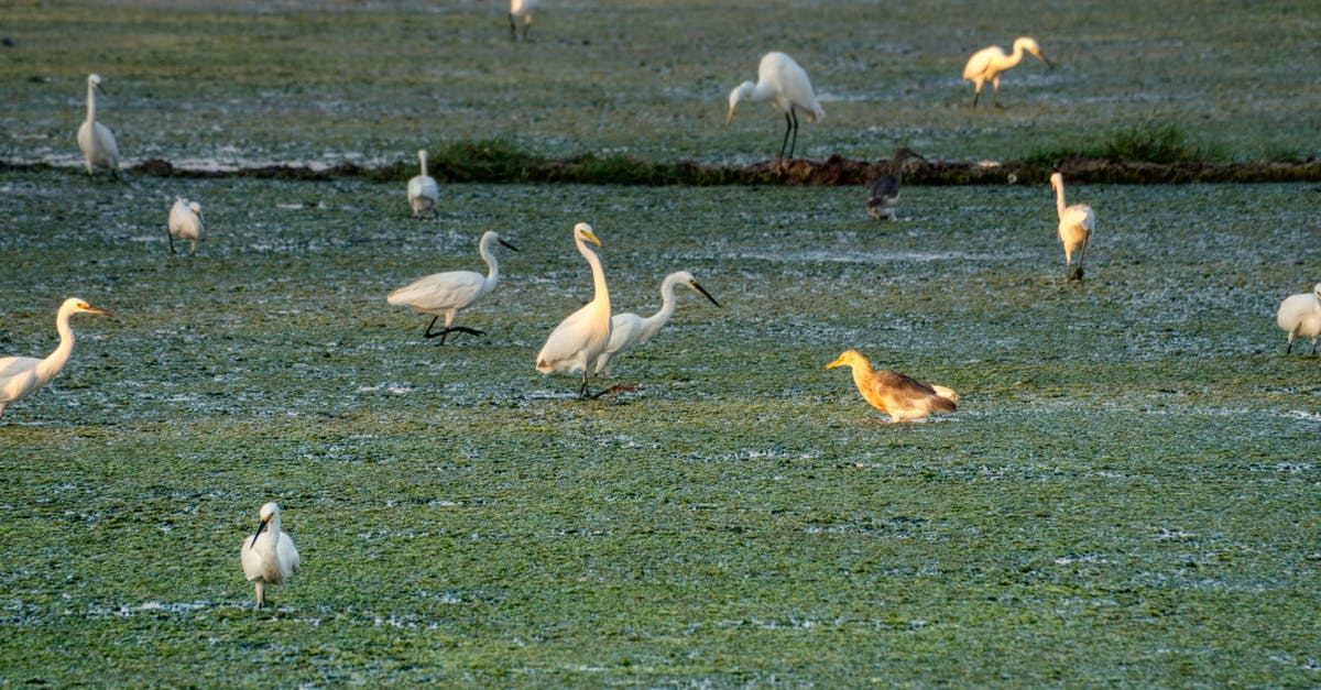 What size are small, medium and large tomatoes? - Great egrets and squacco heron on green sea coast