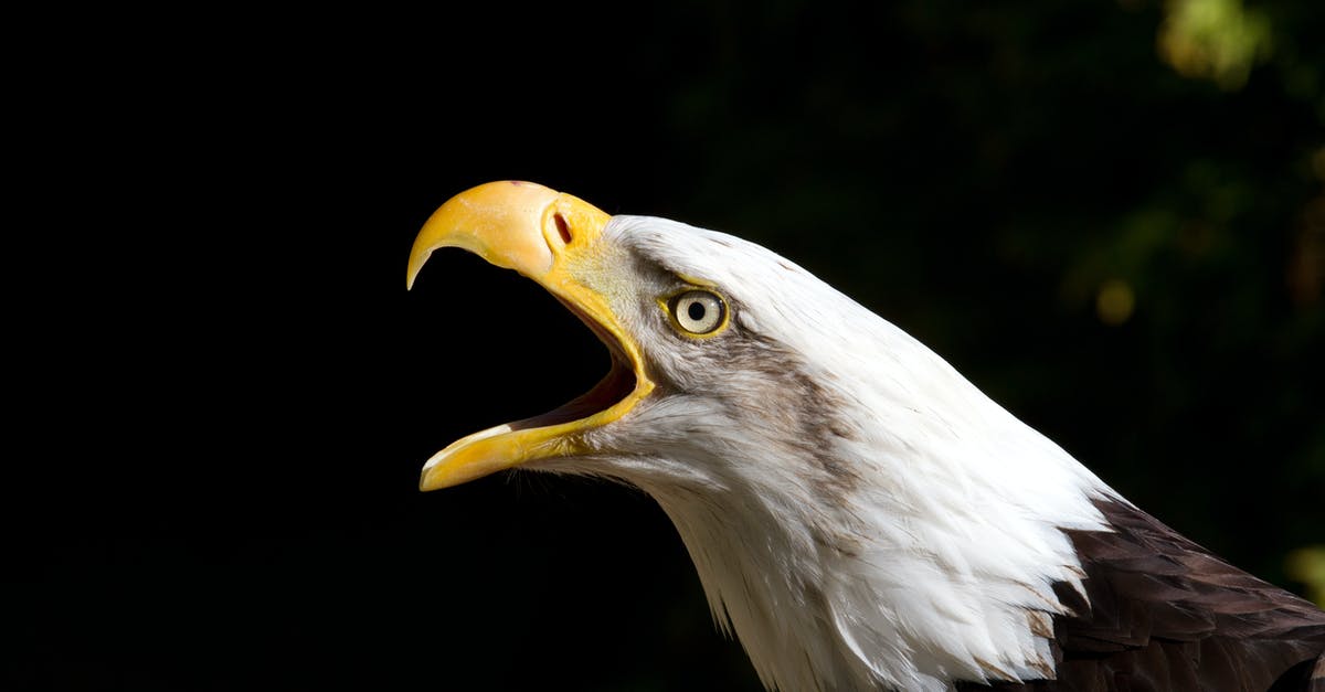 What size are small, medium and large tomatoes? - Large carnivorous bird with white and brown plumage screaming while looking at camera on sunny day