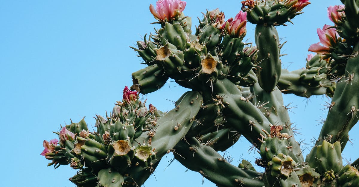 What spike is this? Identifying some utensils - Blooming cactus under clear blue sky