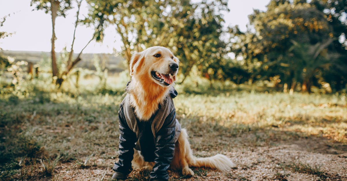 What strength of brine will completely inhibit growth of lactobacillus (and friends)? - Golden Retriever sitting in countryside