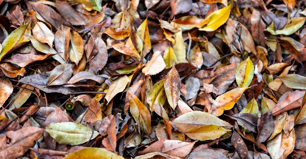 What to do with a lot dried habaneros? [closed] - Close Up Photo of Dry Leaves