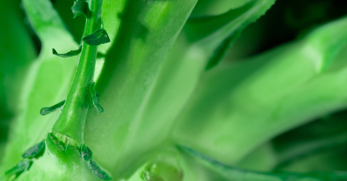 What to do with broccoli stalk? - Green Broccoli Stalk and Stems