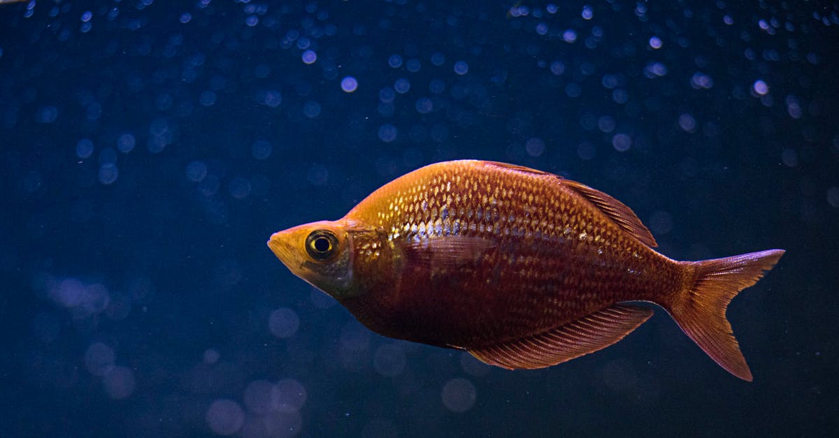 what to do with fish steaks that still have scales on? - Orange Cichlid Fish in Middle of Blue Water