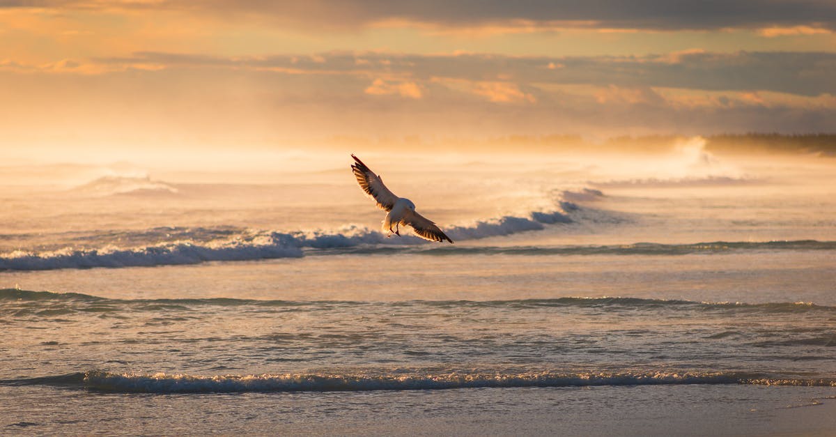 What to do with left over rejuvelac grains - Bird Flying Over Rolling Ocean Waves