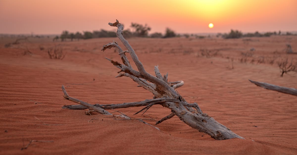 What to do with too-dry sun dried tomatoes? - Brown Wood Branch on Brown Sand