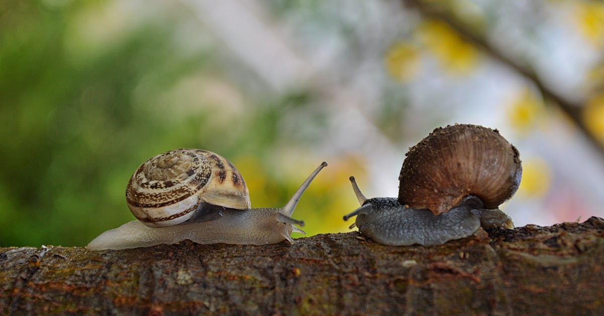 What types of snails are made into Escargot? - 2 Snail Facing Each Other