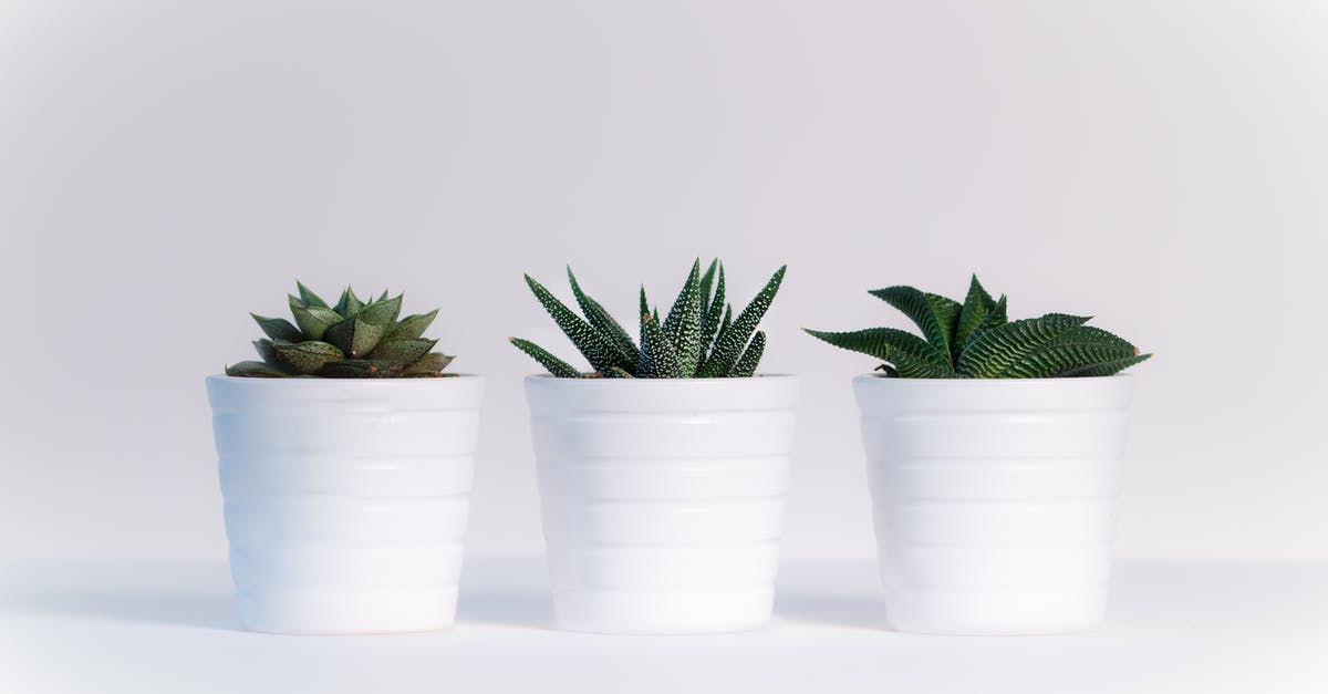 What went wrong with these pots de creme au chocolat? - Three Green Assorted Plants in White Ceramic Pots