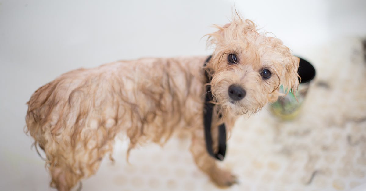 What would you use to wash pretzel hot dog buns? - Cream Toy Poodle Puppy in Bathtub