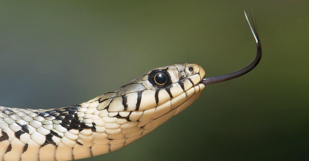 Whatever Has Happened to This Fork? - White and Black Snake on Close Up Photography