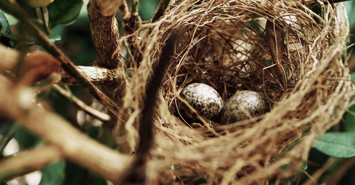 What’s up with this egg? - Tilt Shift Photo of Two White Bird Eggs on a Nest