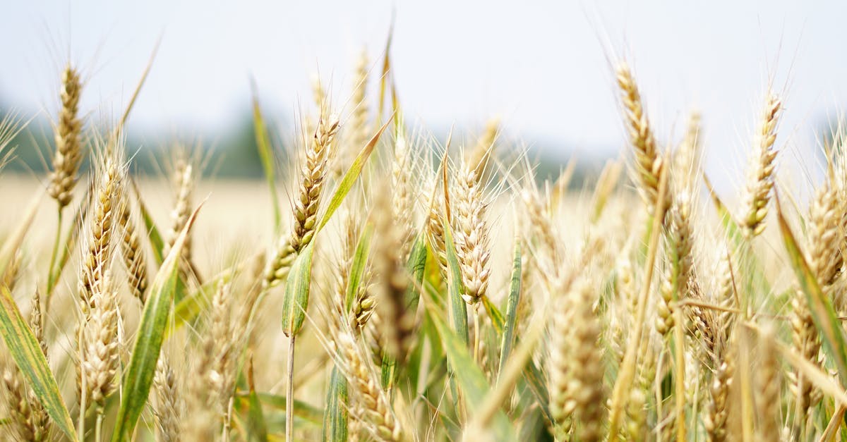 Wheat-free bread with added gluten? - Wheat Field Under Gray Sky