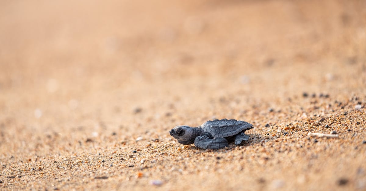 When basil gets brown spots, is it still usable? - Wild tiny turtle on sandy coast