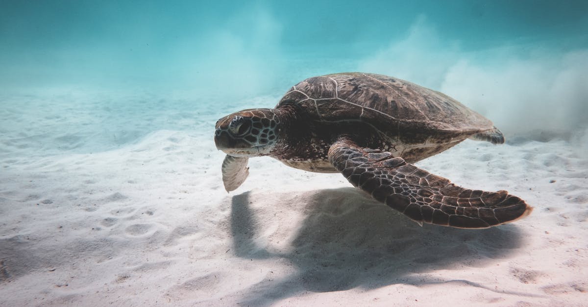 When braising, how deep should I fill a single pot? - Turtle swimming underwater near bottom of sea