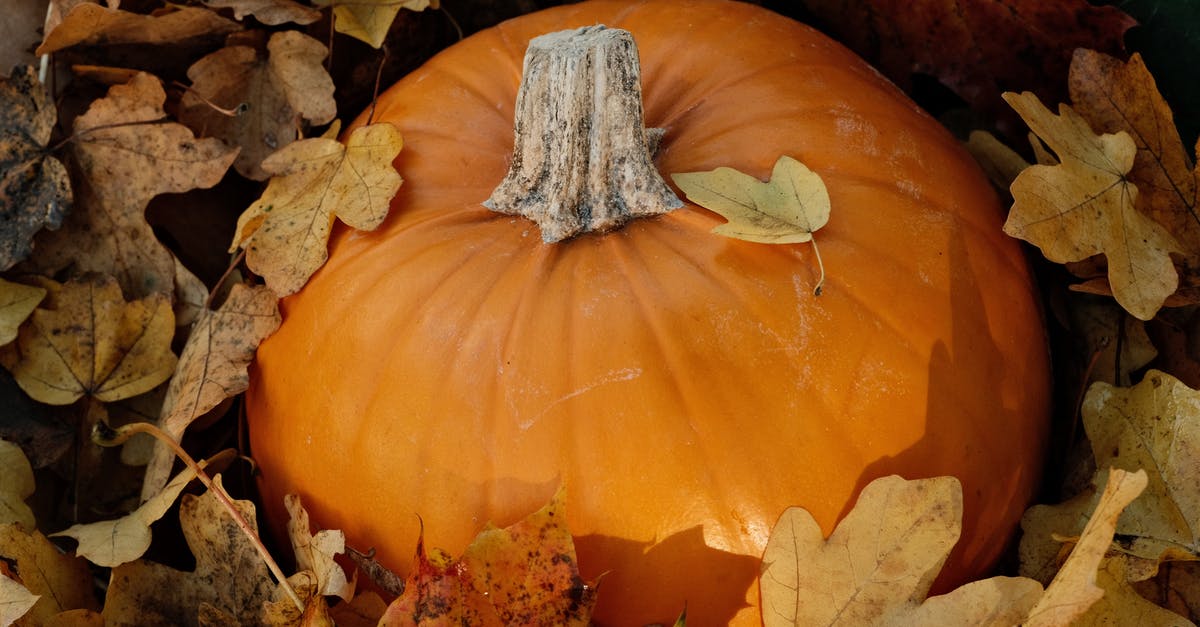 When can't I use a squash in a recipe which calls for pumpkin? - Orange Pumpkin on Brown Dried Leaves