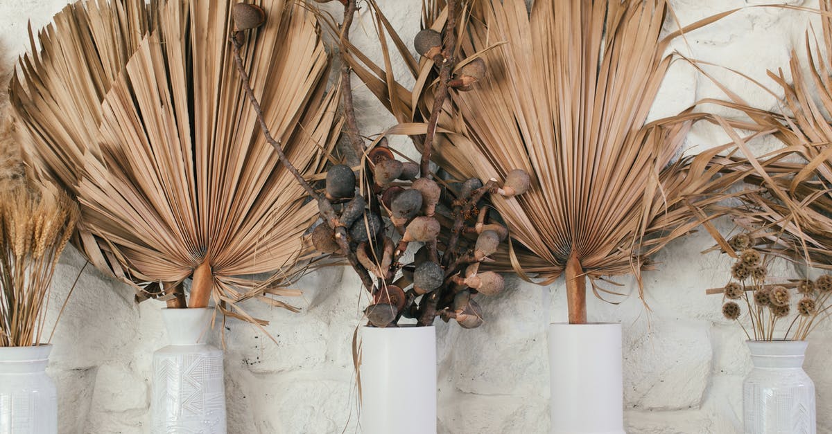 When honing with a ceramic rod, why alternate edges of your knife? Why not hone each edge separately? - Collection of dry plant leaves in vases on white background