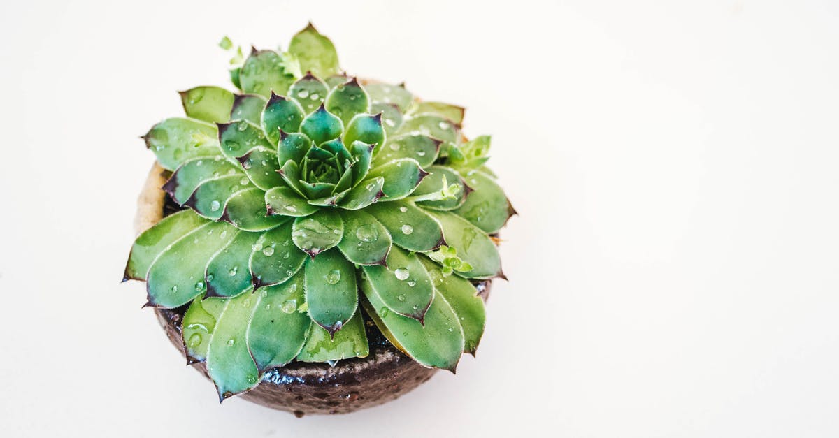 When should I ditch a pot with teflon? [duplicate] - Wet Green Succulent Plant on Brown Pot