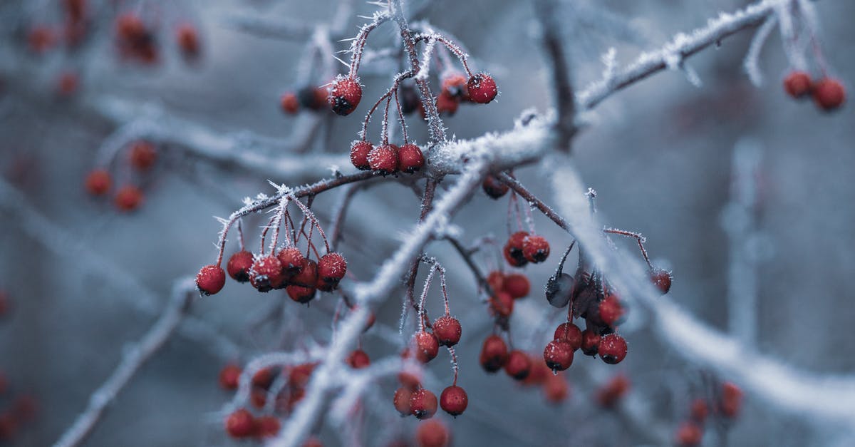 When should one ice christmas fruit cakes - Selective Focus Photography of Red Fruits With Snow