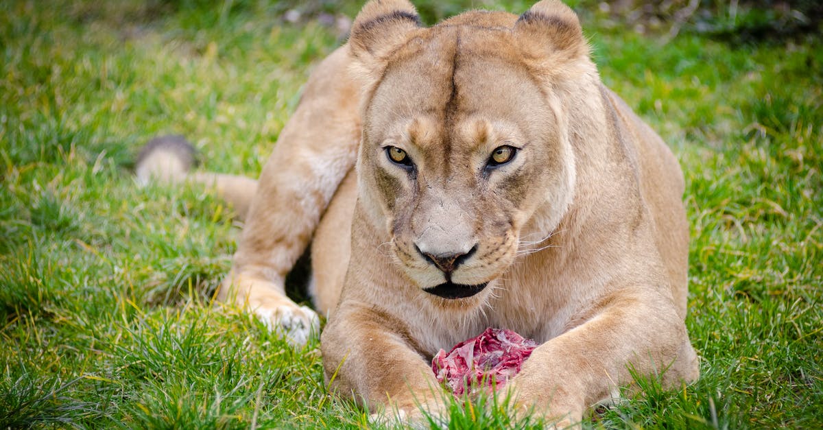 Where can I buy bulk wild meat in Montreal? [closed] - Lioness Lying on the Ground Closeup Photography