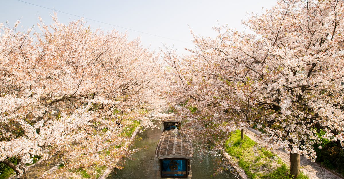 Where did the apples in Japanese Curry come from? - From above of roofed boat sailing on water channel between cherry blossom trees in Japan