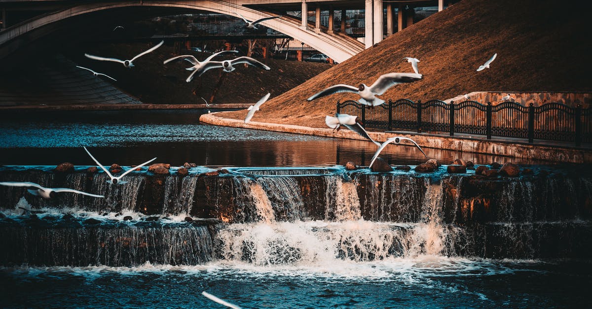 Where do all the tough old birds go? - White-and-black Birds Flying Near Waterfall