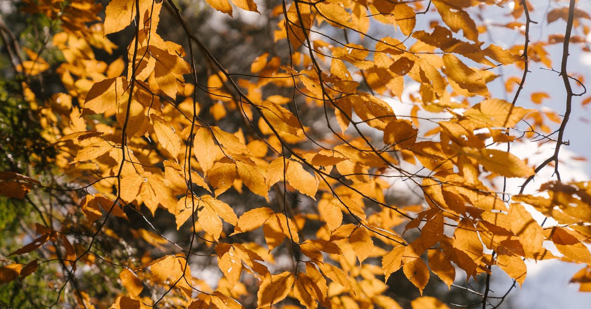 Where to buy a Scandinavian birch twig whisk? - Tree branches with yellow foliage in sunlight