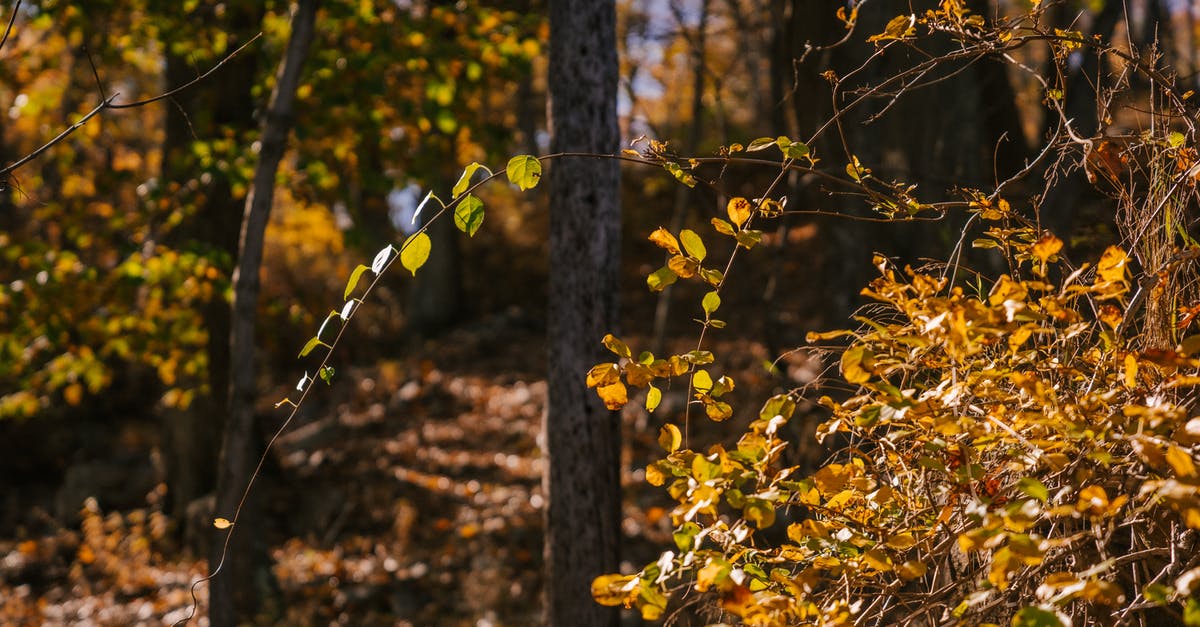 Where to buy a Scandinavian birch twig whisk? - Scenic view of yellow leaves of trees on trunks in autumn forest in soft daylight