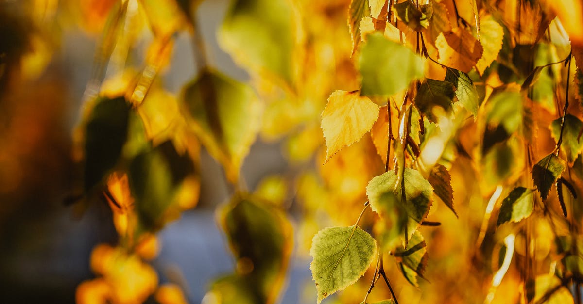 Where to buy a Scandinavian birch twig whisk? - Bright autumn leaves on tree twigs